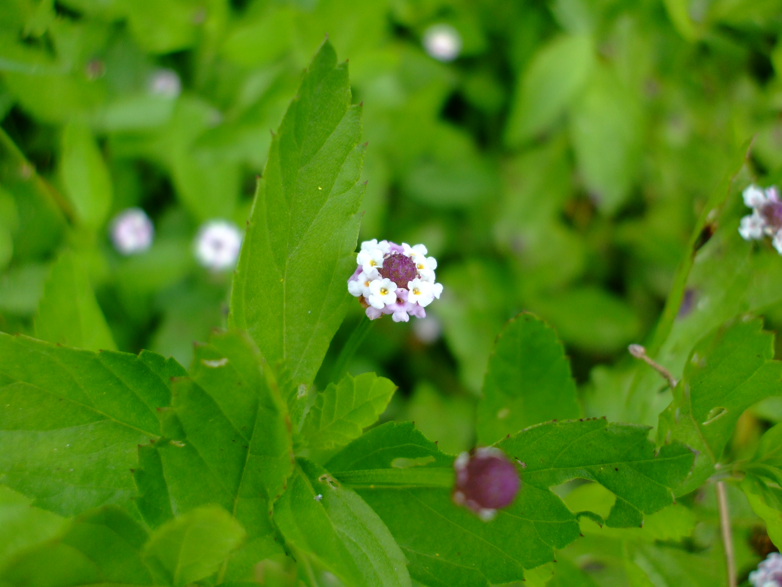 Lippia lanceolata